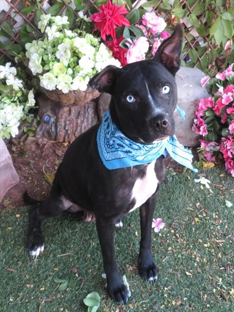 Skye, a Pit Bull Terrier (mix breed), available for adoption