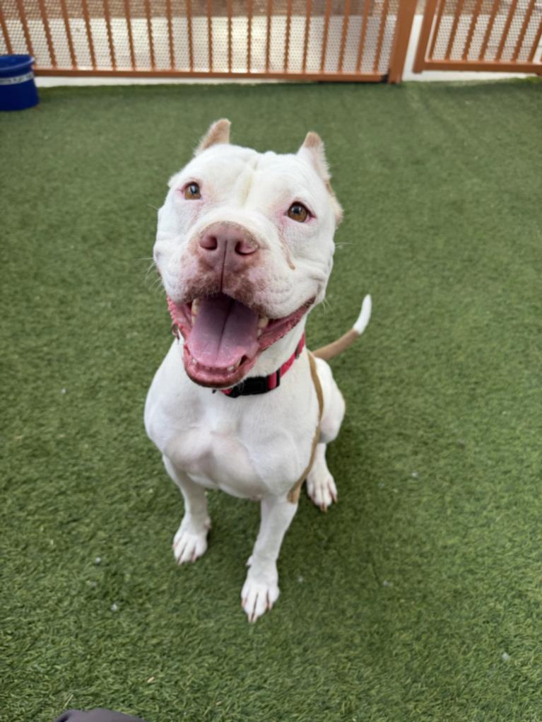 Kira, a Pit Bull Terrier, available for adoption