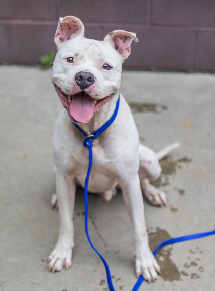 Heath, a Pit Bull Terrier (mix breed), available for adoption