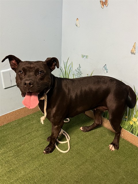 Cookie, a Pit Bull Terrier, available for adoption