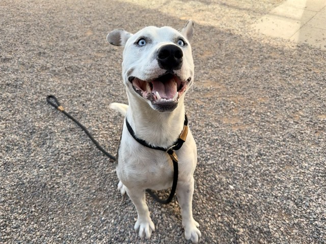Tolliver, a Cattle Dog (mix breed), available for adoption