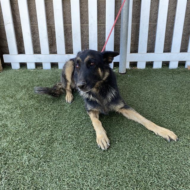 Poppy +2 Babies, a German Shepherd, available for adoption