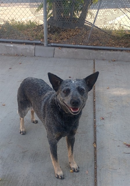 Harmony, a Australian Cattle Dog/Blue Heeler, available for adoption