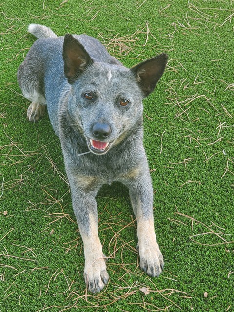 Harmony, a Australian Cattle Dog/Blue Heeler, available for adoption