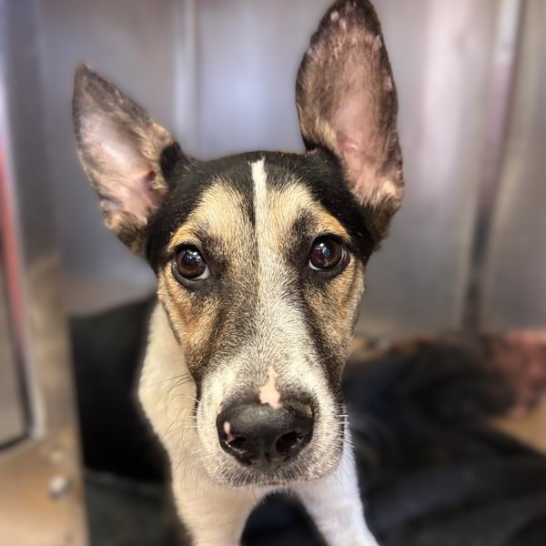 Reina, a Shepherd (mix breed), available for adoption