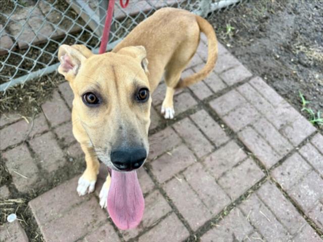 Zaza, a Great Dane (mix breed), available for adoption