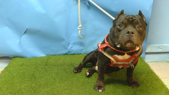 A5799465, a Bullmastiff, available for adoption