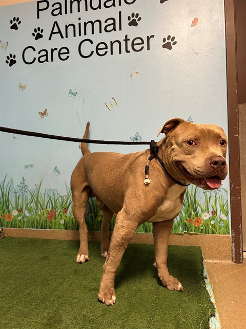 Brisbane, a American Staffordshire Terrier, available for adoption