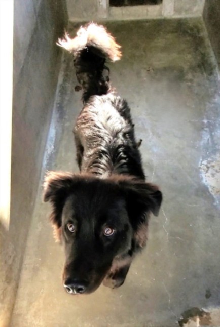 Samuel, a German Shepherd, available for adoption