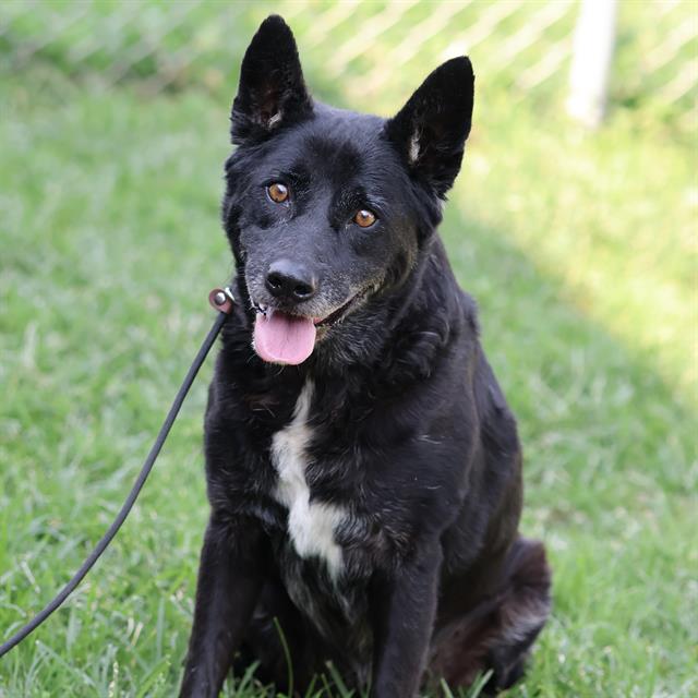 Pete, a Australian Cattle Dog/Blue Heeler, available for adoption