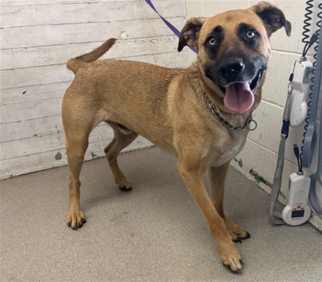 Hotchner, a Belgian Shepherd Malinois, available for adoption