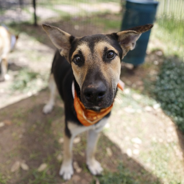 Pepper, a Shepherd (mix breed), available for adoption