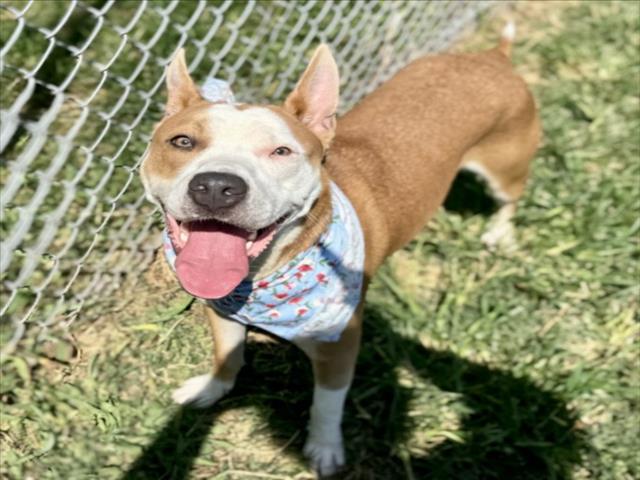 Savannah, a Staffordshire Bull Terrier (mix breed), available for adoption