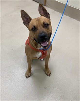 Spade, a American Staffordshire Terrier (mix breed), available for adoption