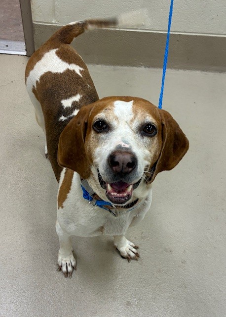 Shirley, a Foxhound (mix breed), available for adoption