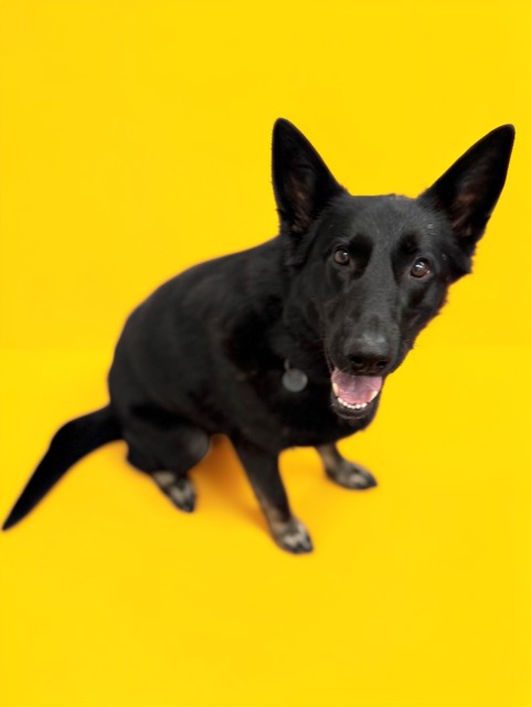 Luna, a German Shepherd, available for adoption