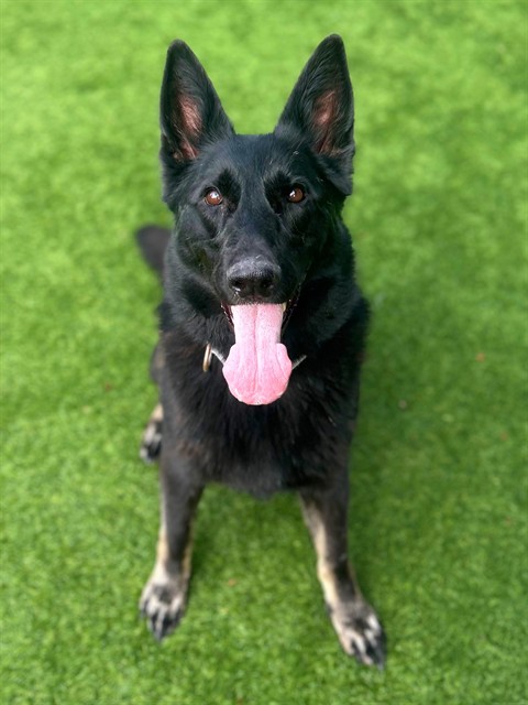Luna, a German Shepherd, available for adoption