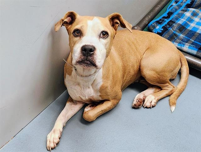 Dorthy, a Staffordshire Bull Terrier (mix breed), available for adoption