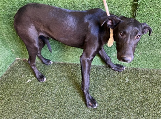 A5801031, a Great Dane, available for adoption