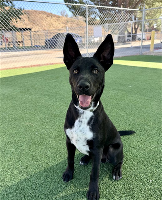 Kobe, a Husky, available for adoption