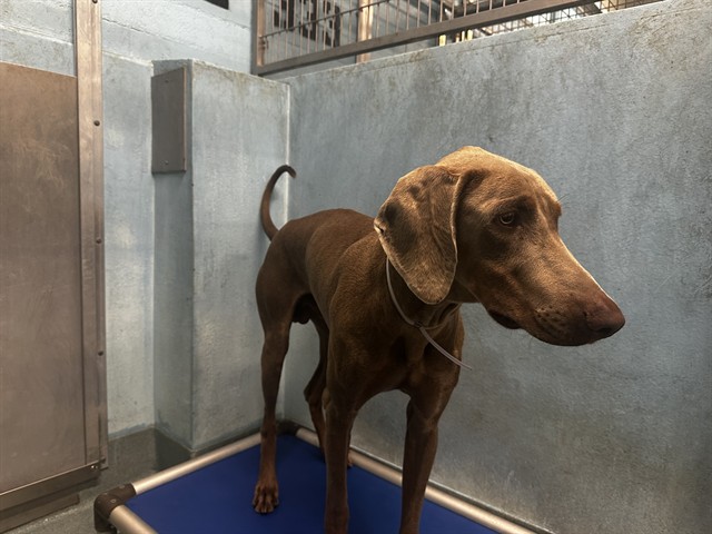 Tucker, a Doberman Pinscher, available for adoption