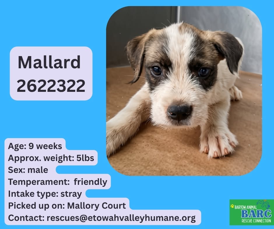 Mallard, a Terrier, available for adoption
