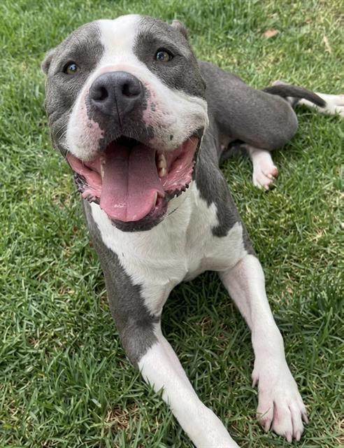 Bella, a Pit Bull Terrier, available for adoption