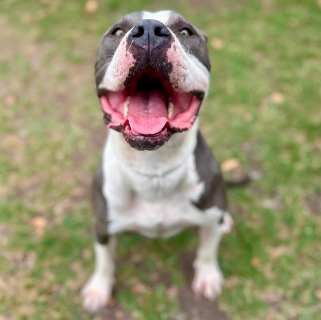 Other Photos of thie Dog