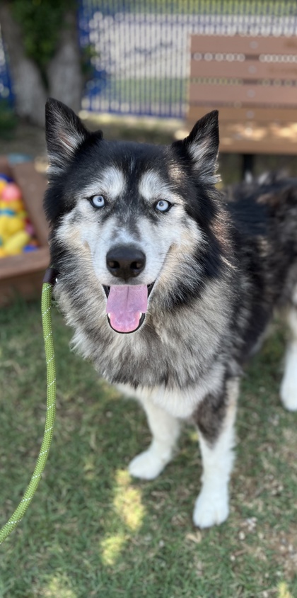 Iseas, a Husky, available for adoption