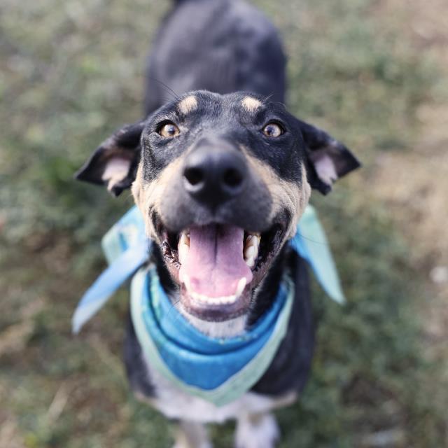 Maria, a German Pinscher (mix breed), available for adoption