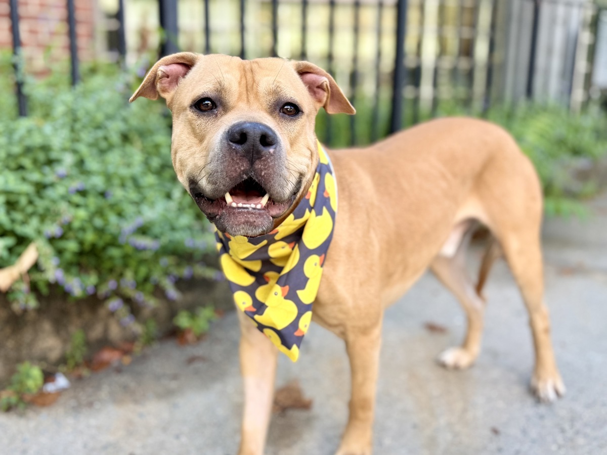 King Biscuit, a Pit Bull Terrier, available for adoption