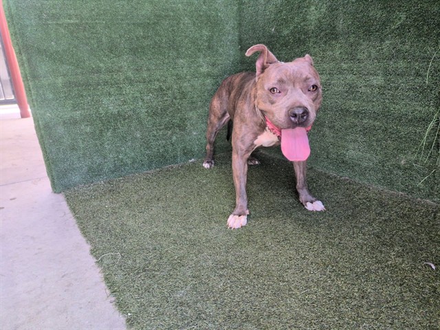 Ester, a Pit Bull Terrier, available for adoption