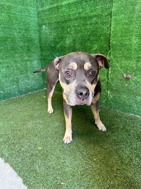 Lumpy, a Pit Bull Terrier, available for adoption