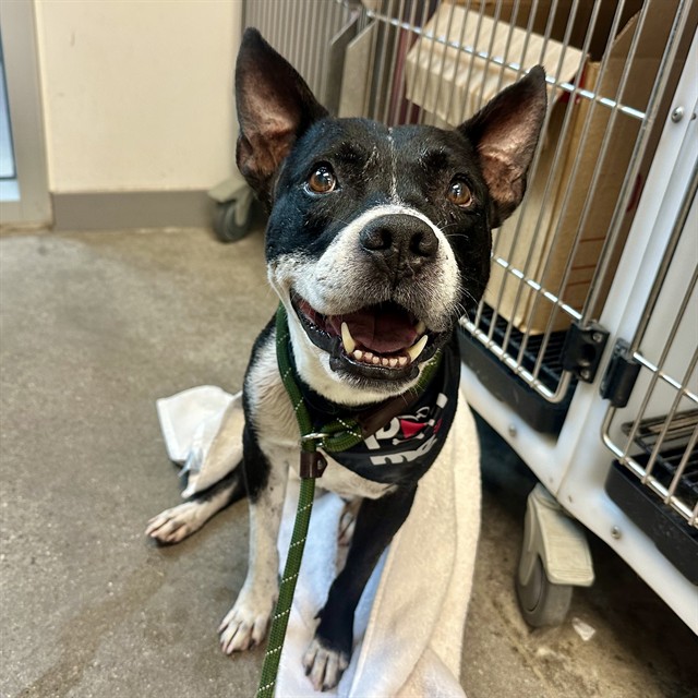 Skyler, a Pit Bull Terrier (mix breed), available for adoption