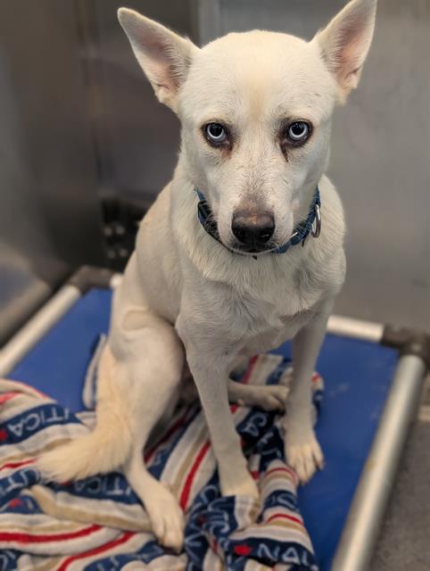 Luna, a Husky (mix breed), available for adoption