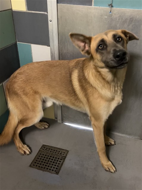 Dante, a German Shepherd, available for adoption