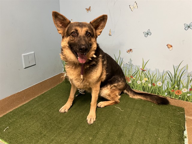 Babygirl, a German Shepherd, available for adoption