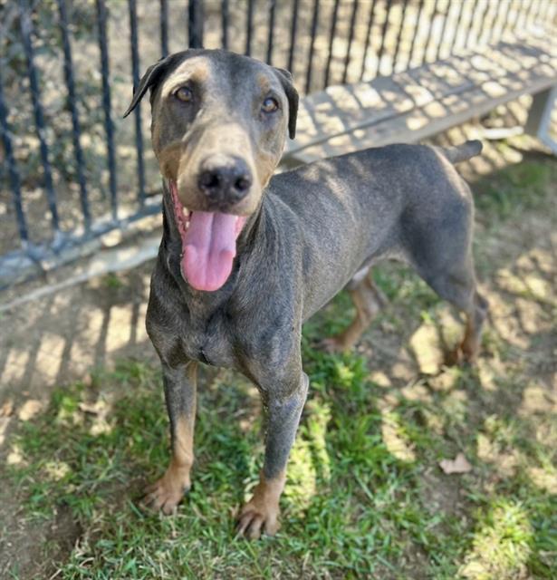 Dasher, a Doberman Pinscher, available for adoption
