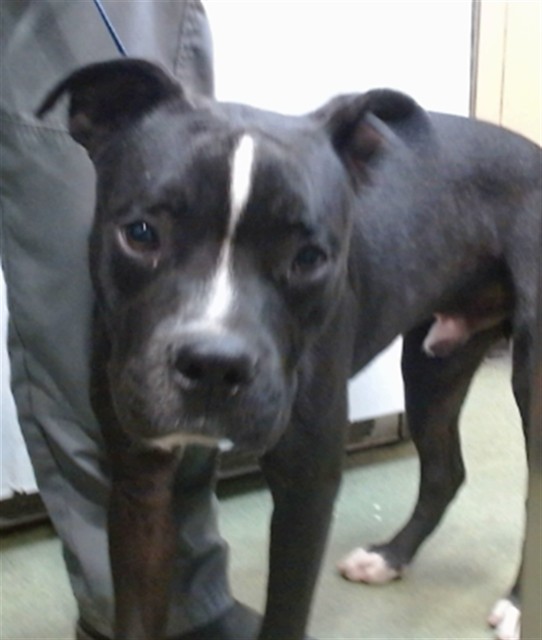 Dwaine, a Pit Bull Terrier (mix breed), available for adoption