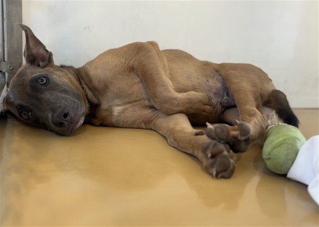Burger, a Pit Bull Terrier (mix breed), available for adoption