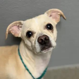 Lucky, a Terrier, available for adoption