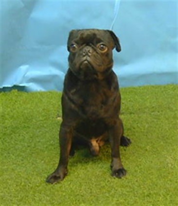 A5804762, a Pug, available for adoption