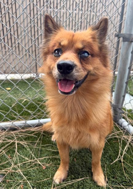 Dante, a Pomeranian, available for adoption