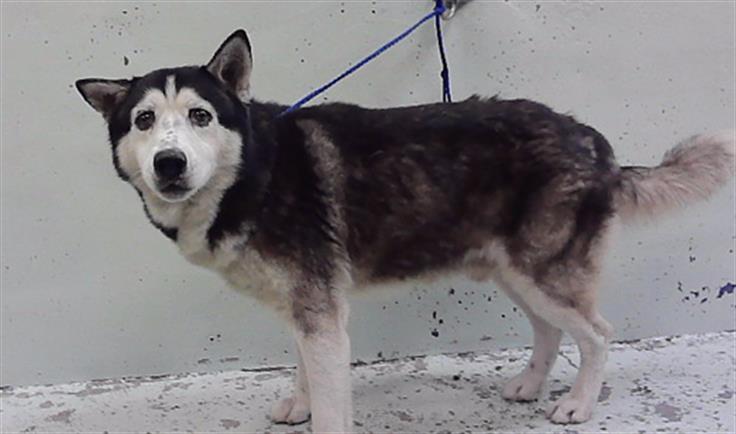 Other Photos of thie Dog