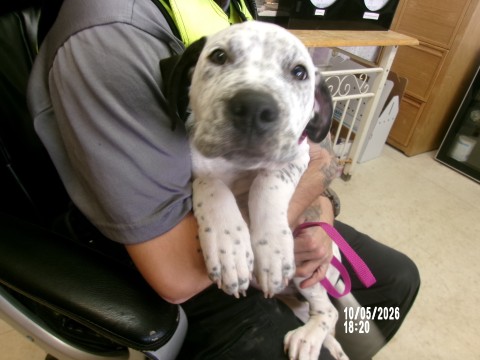 Spector, a Australian Cattle Dog/Blue Heeler, available for adoption