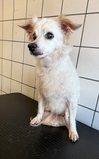 Helen, a Terrier, available for adoption