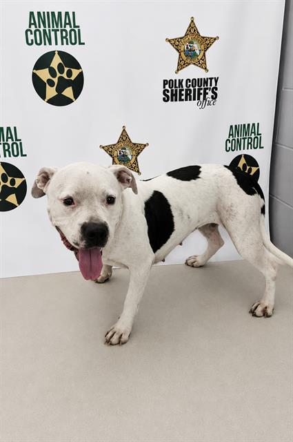 Trixie, a American Bulldog (mix breed), available for adoption