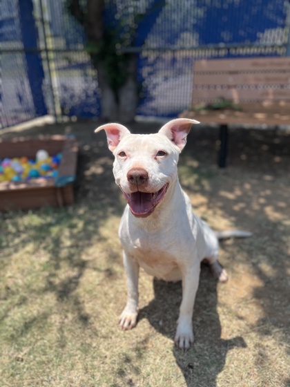 Lady, a Pit Bull Terrier, available for adoption