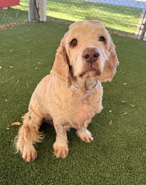 Echo, a Cocker Spaniel, available for adoption