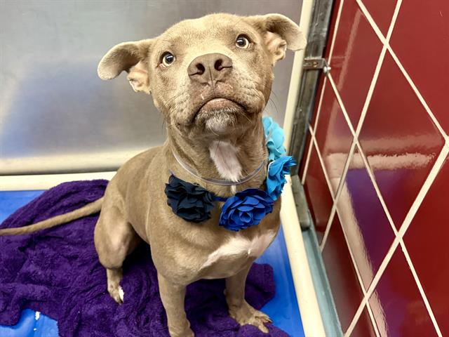 Draco, a Staffordshire Bull Terrier (mix breed), available for adoption